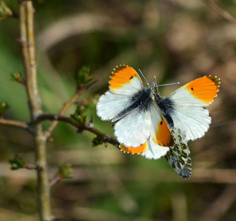 Orange-tips