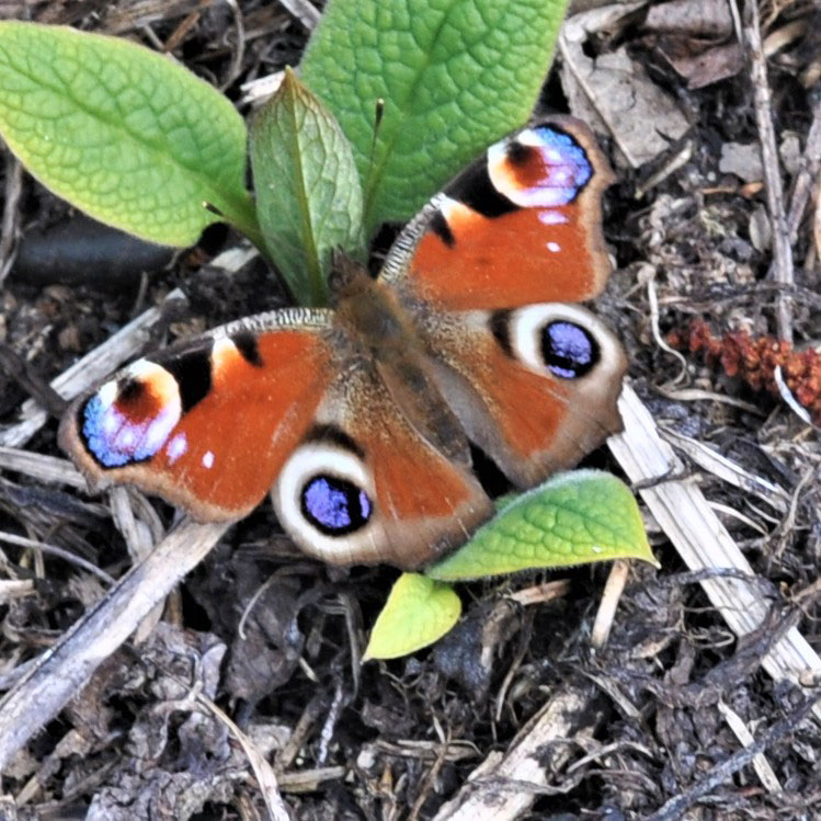 Peacock
