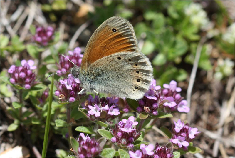 Eastern Large Heath
