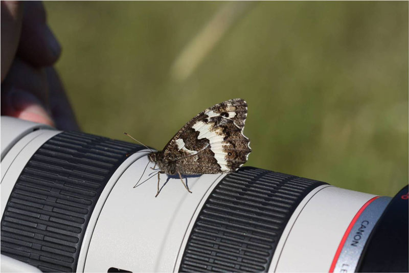 Great Banded Grayling