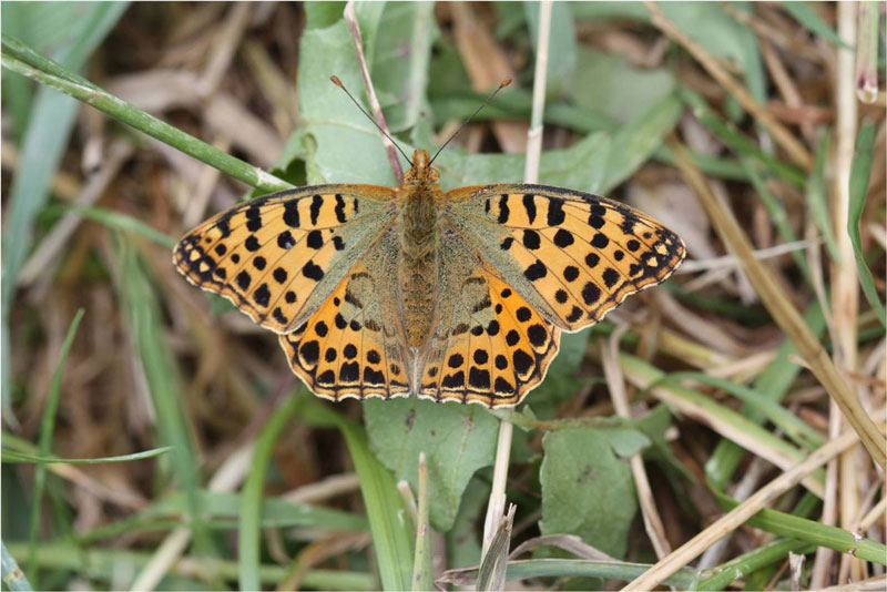 Queen of Spain Fritillary