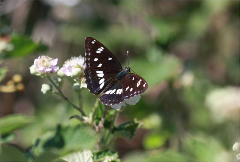 Southern White Admiral