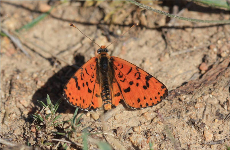 Spotted Fritillary