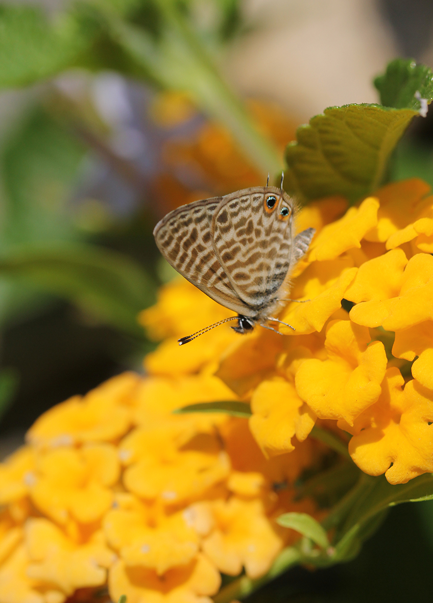 Lang's Short-tailed Blue