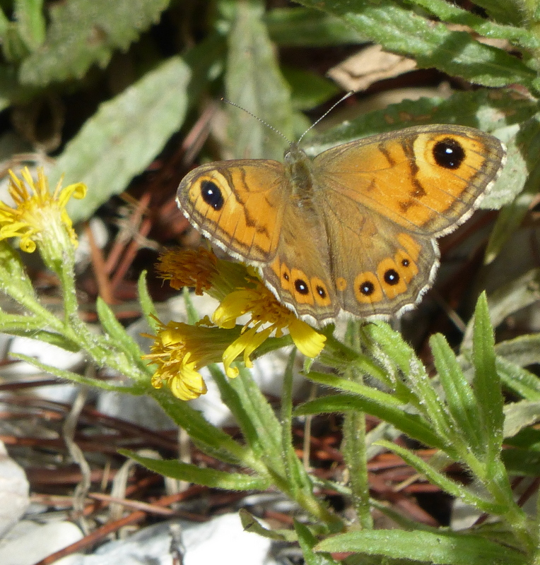Large Wall Brown