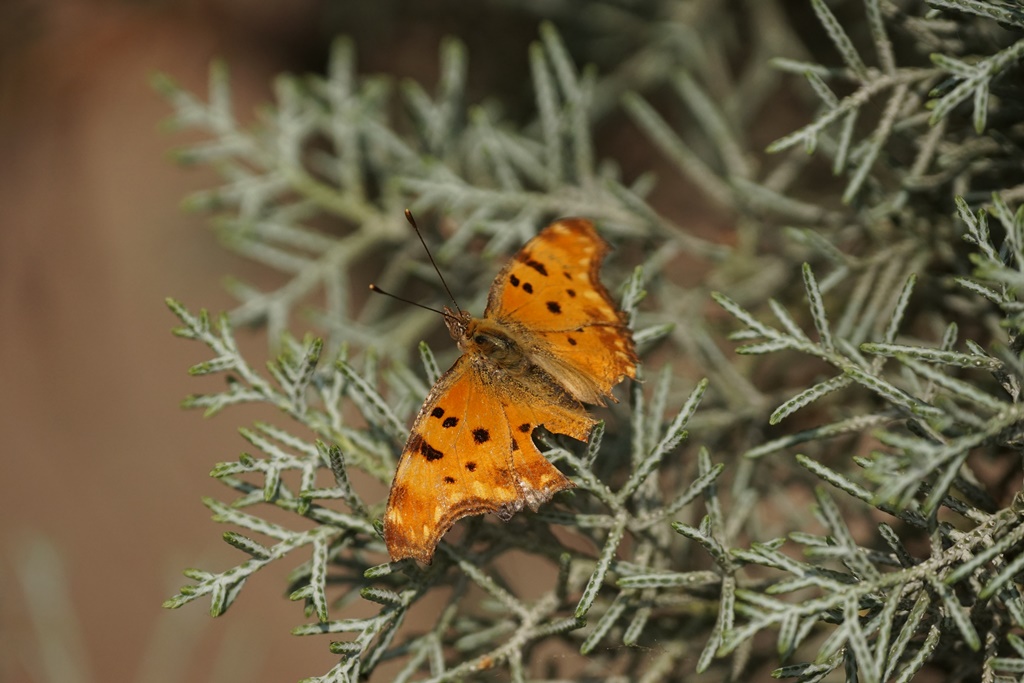 Southern Comma