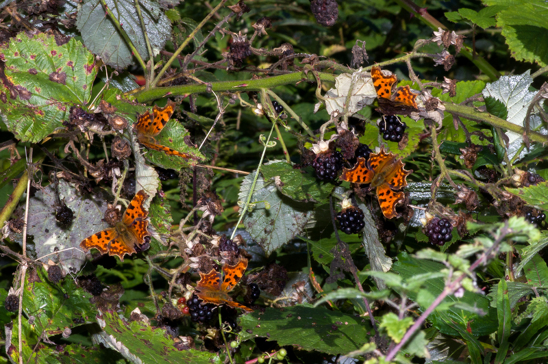 Image of Commas