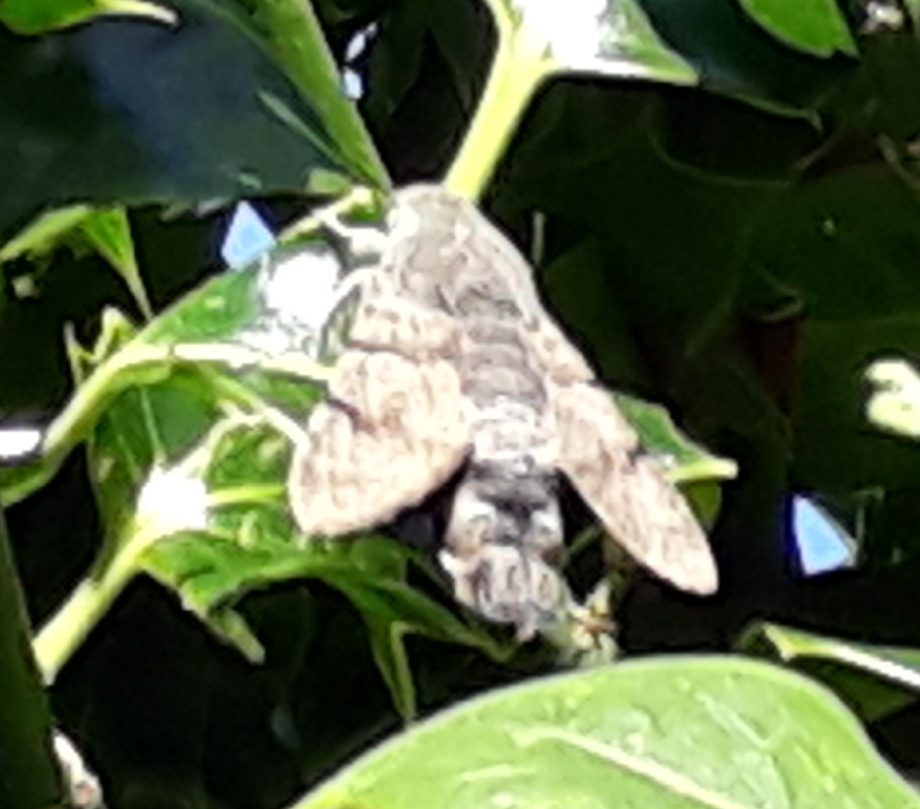 Image of Humming-bird Hawkmoth