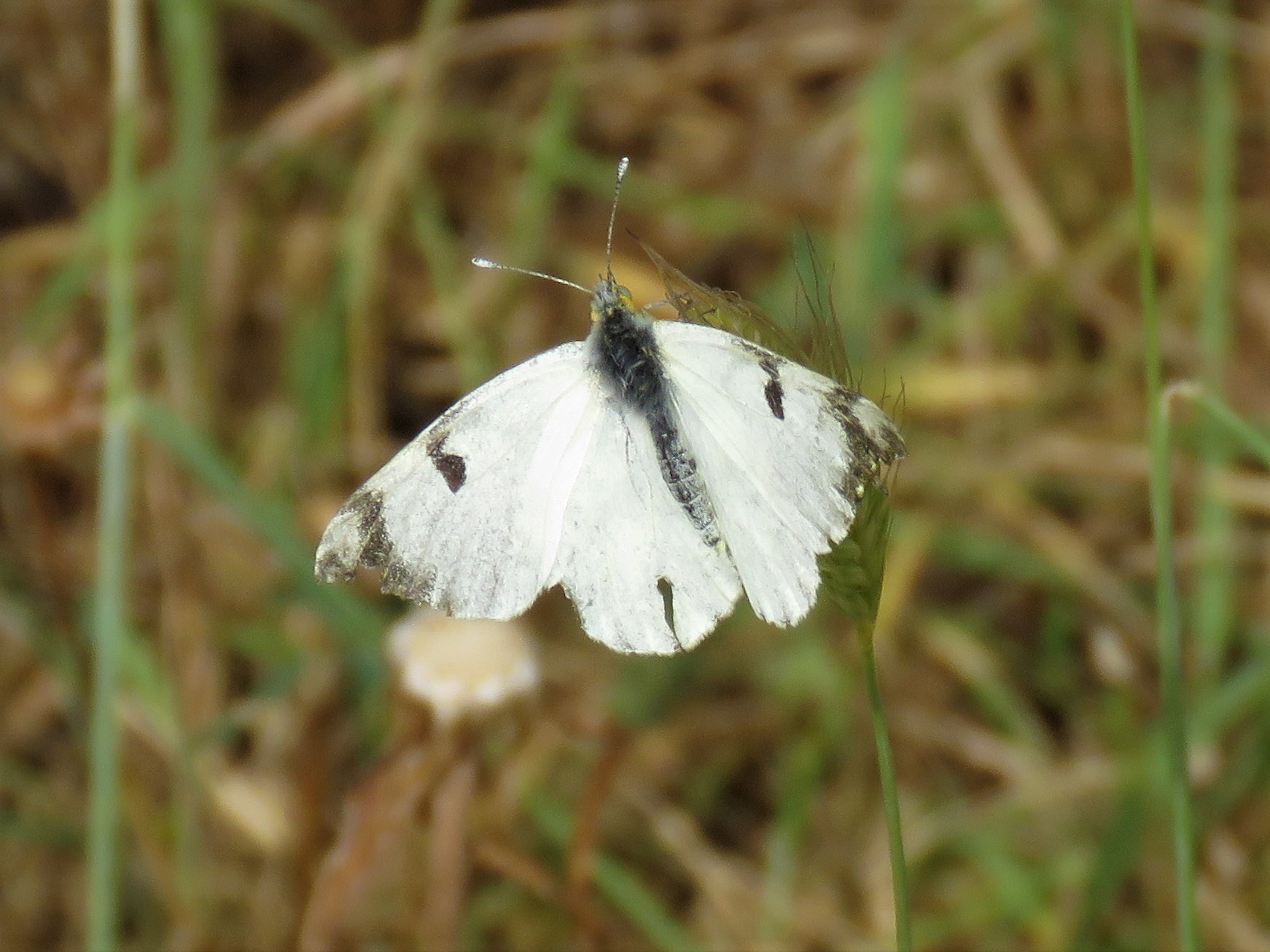Eastern Dappled White