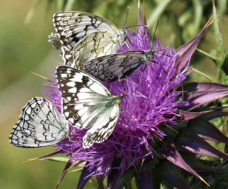 Eastern Marbled White