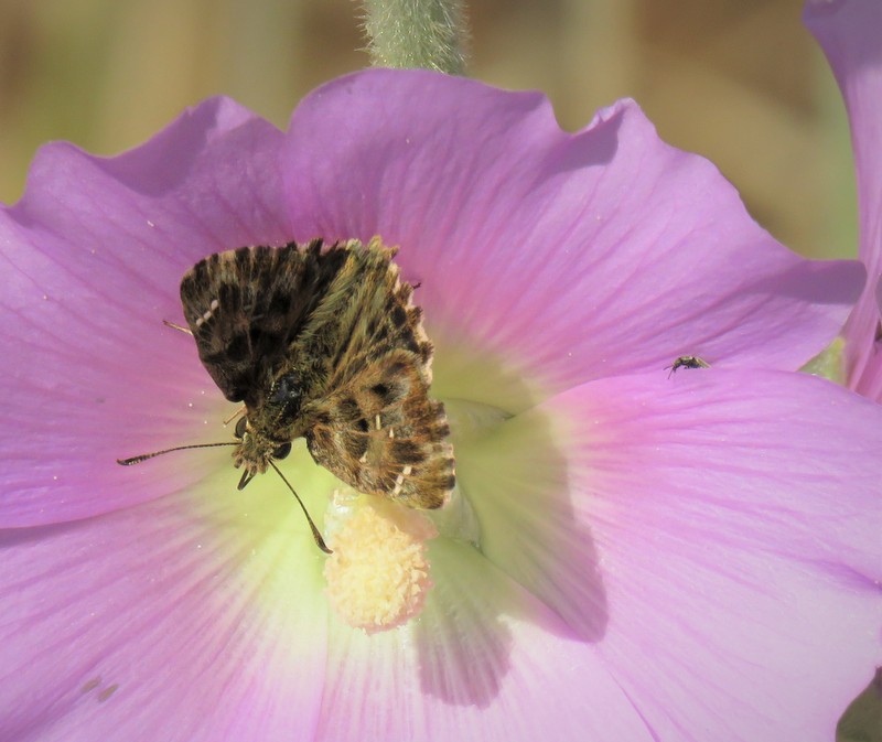 Mallow Skipper