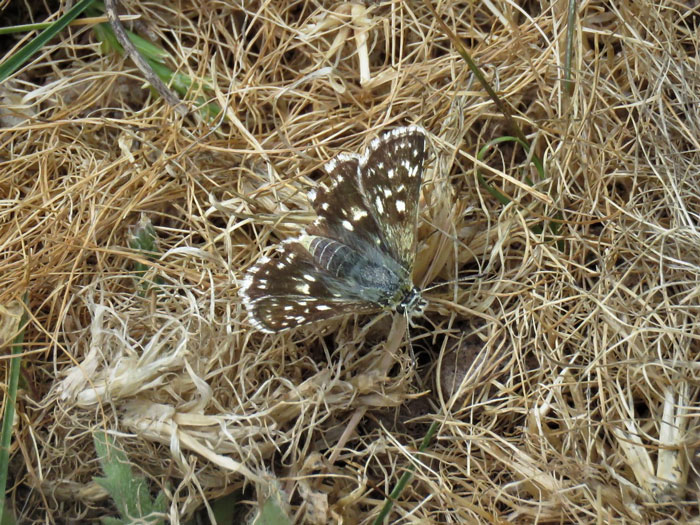 Orbed Red-underwing Skipper