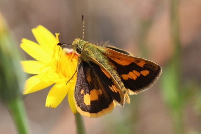 Yellow-banded Dart