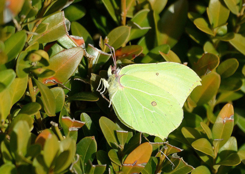 Brimstone