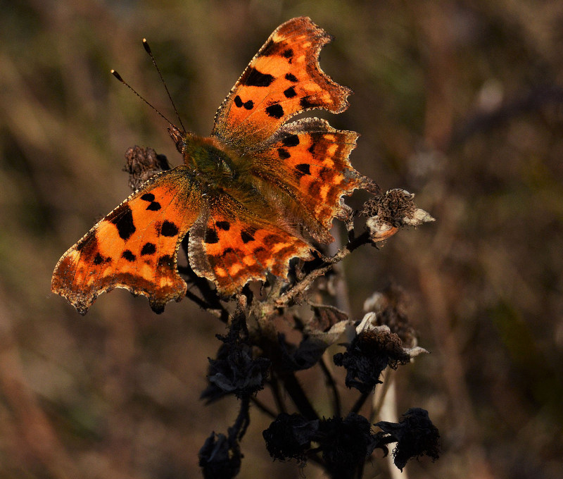 Brimstone