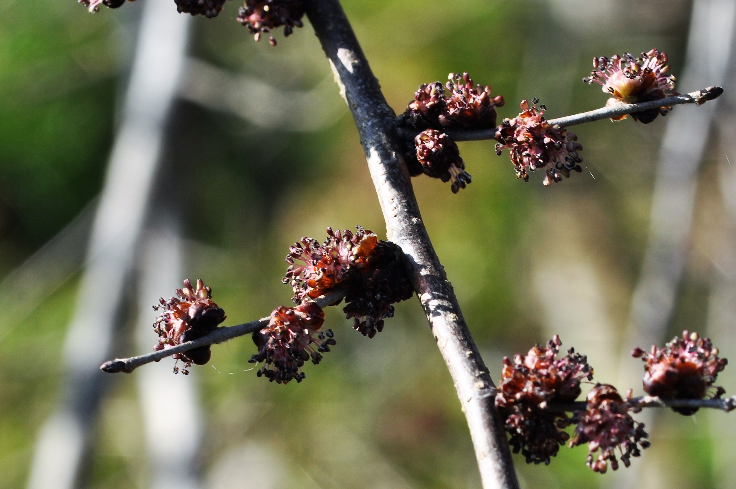 Elm in flower