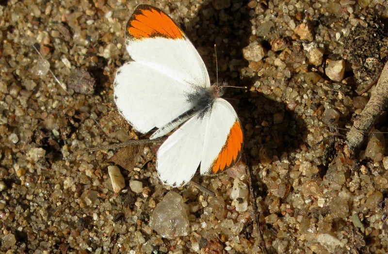Small Orange-tip