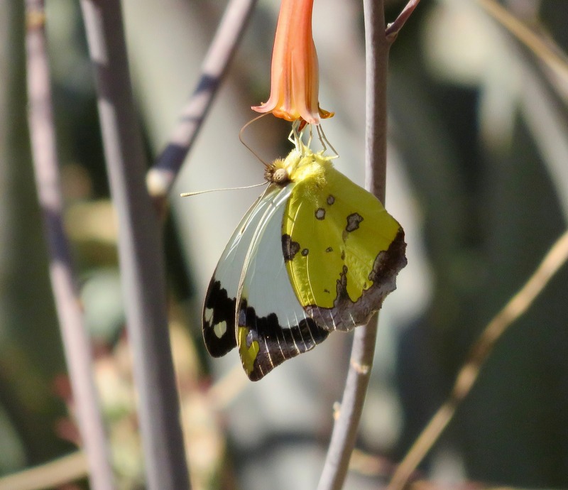 Vine-leaf Vagrant