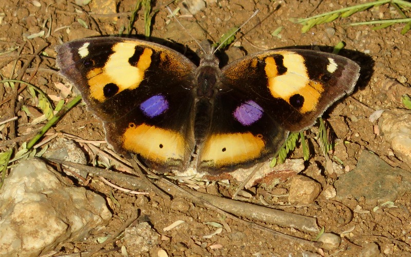 Yellow Pansy