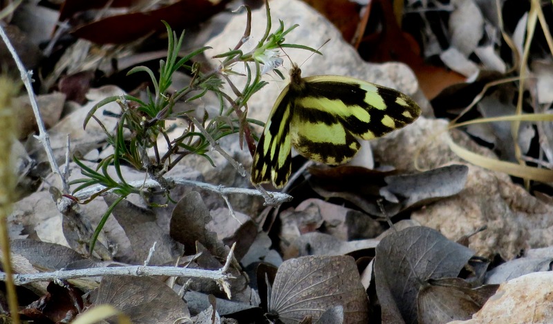 Zebra White