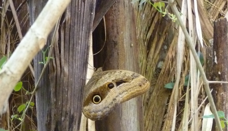 Unidentified butterfly