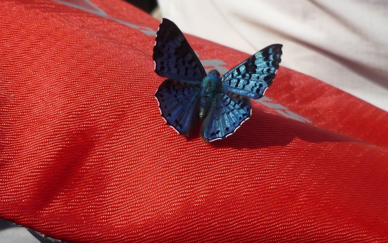 Unidentified butterfly