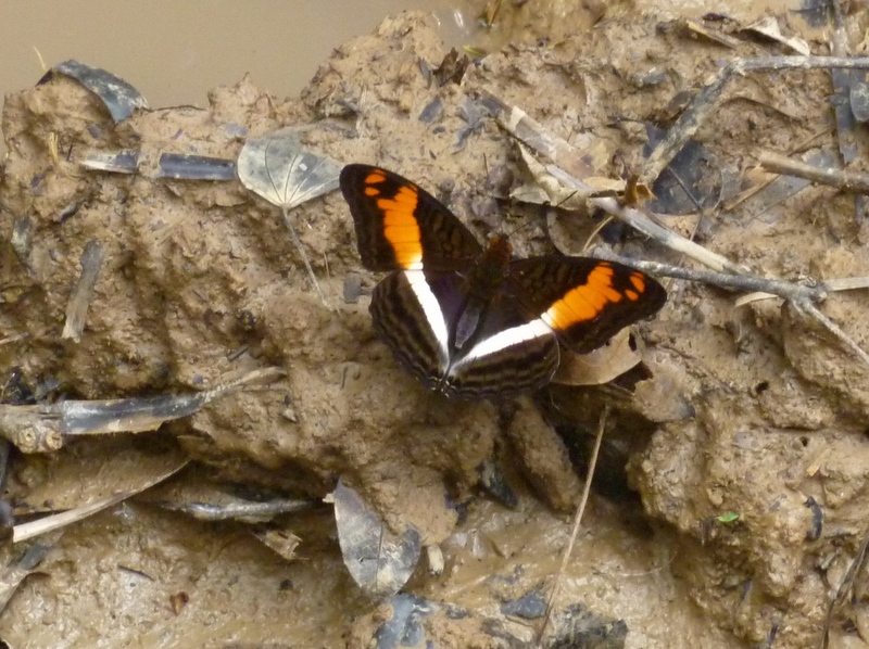 Unidentified butterfly
