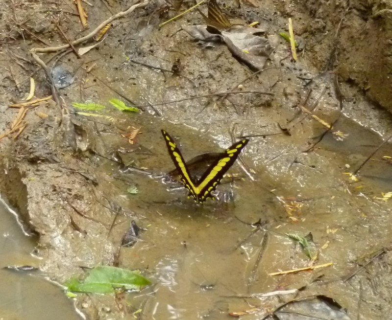 Unidentified butterfly