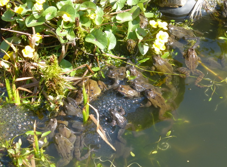 Image of Frogs