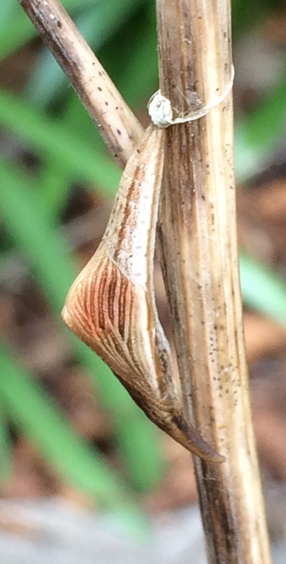 Image of Orange-tip pupa