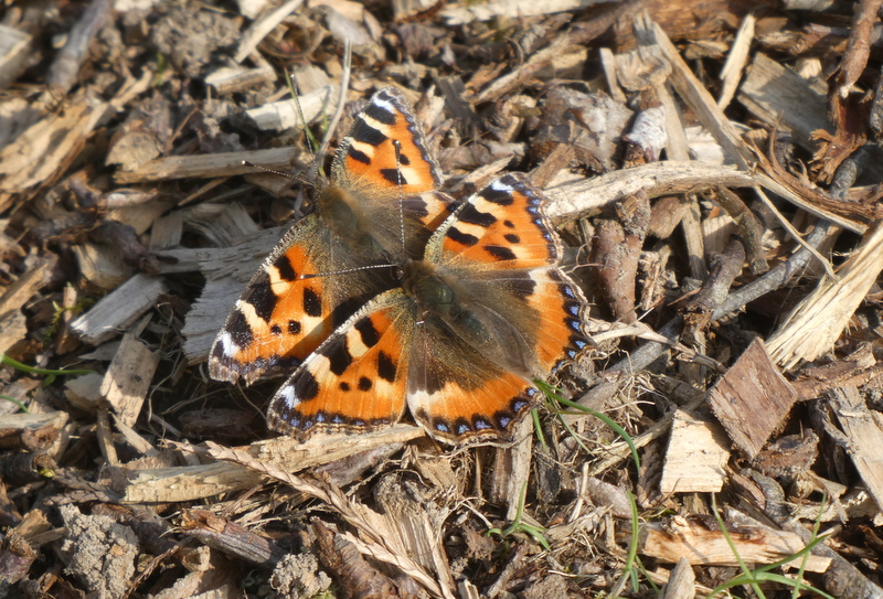 Image of Small Tortoiseshells
