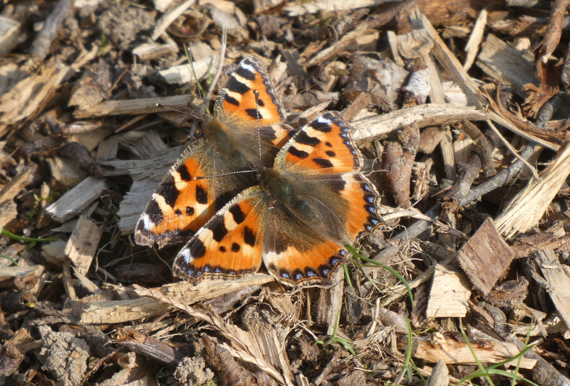 Image of Small Tortoiseshells