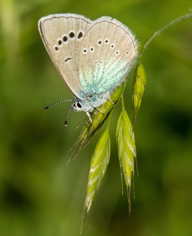 Image of Tuscany butterfly