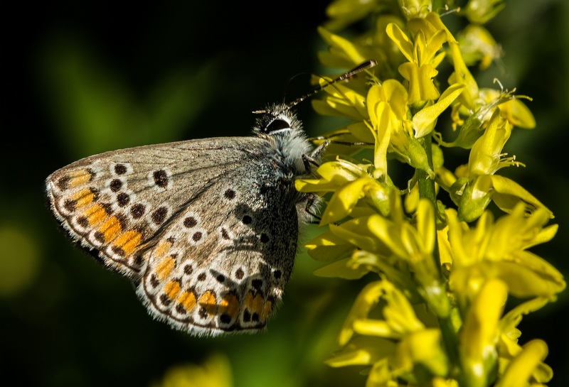 Image of Tuscany buterfly