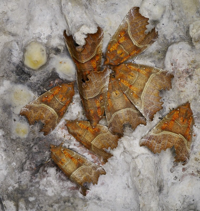 Image of hibernating Herald moth