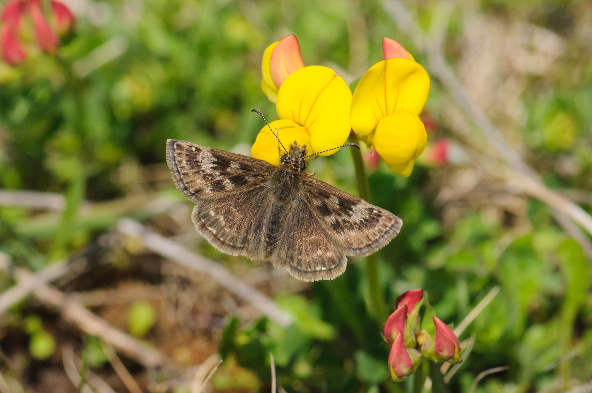 Dingy Skipper