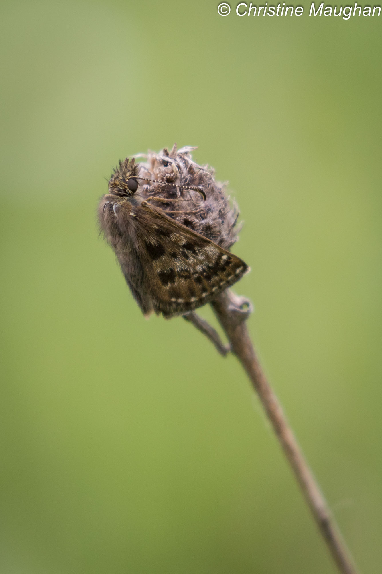 Dingy Skipper