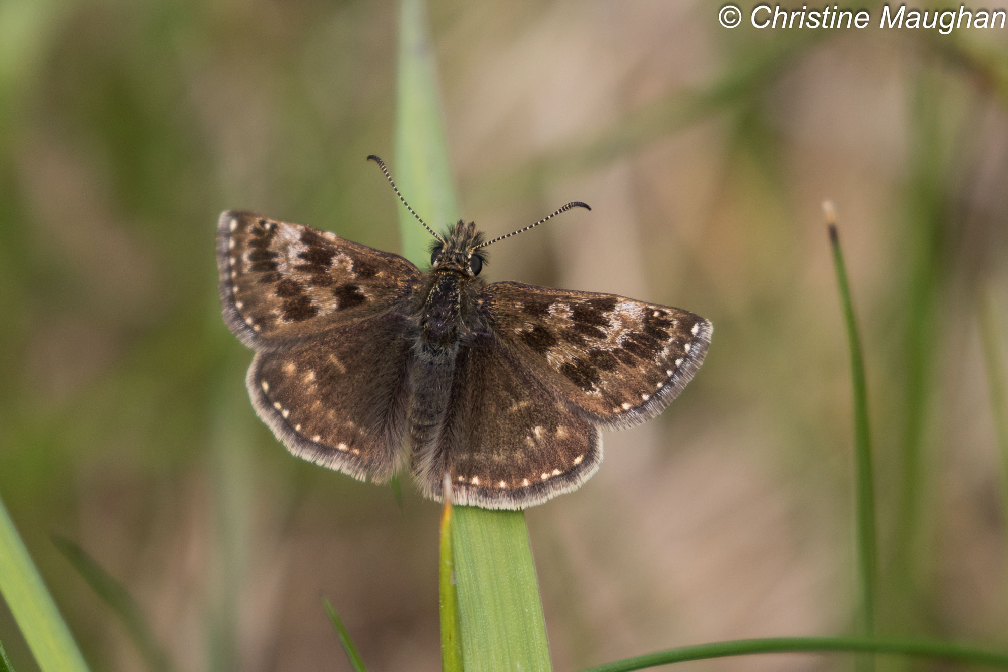 Dingy Skipper