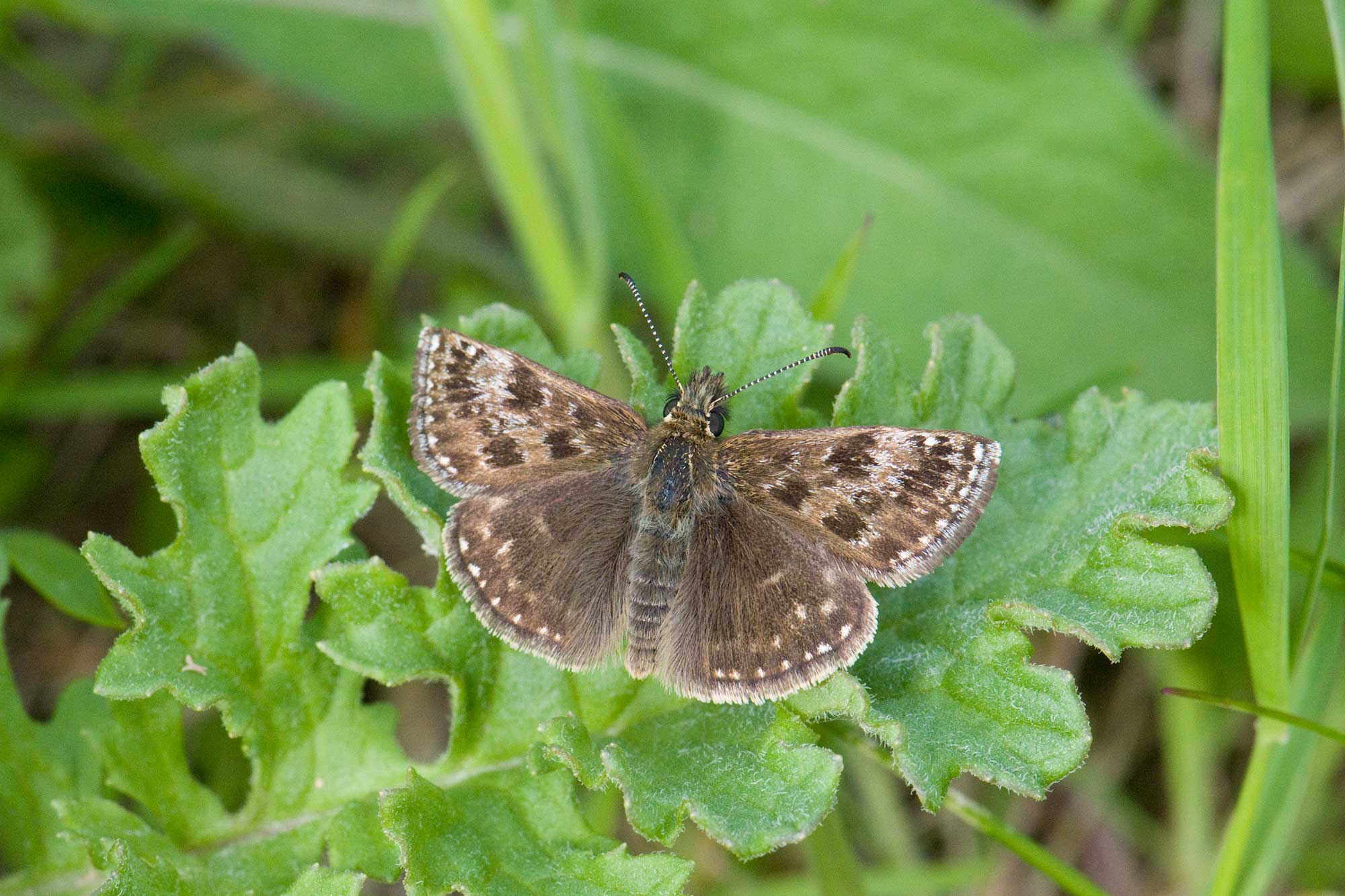 Dingy Skipper