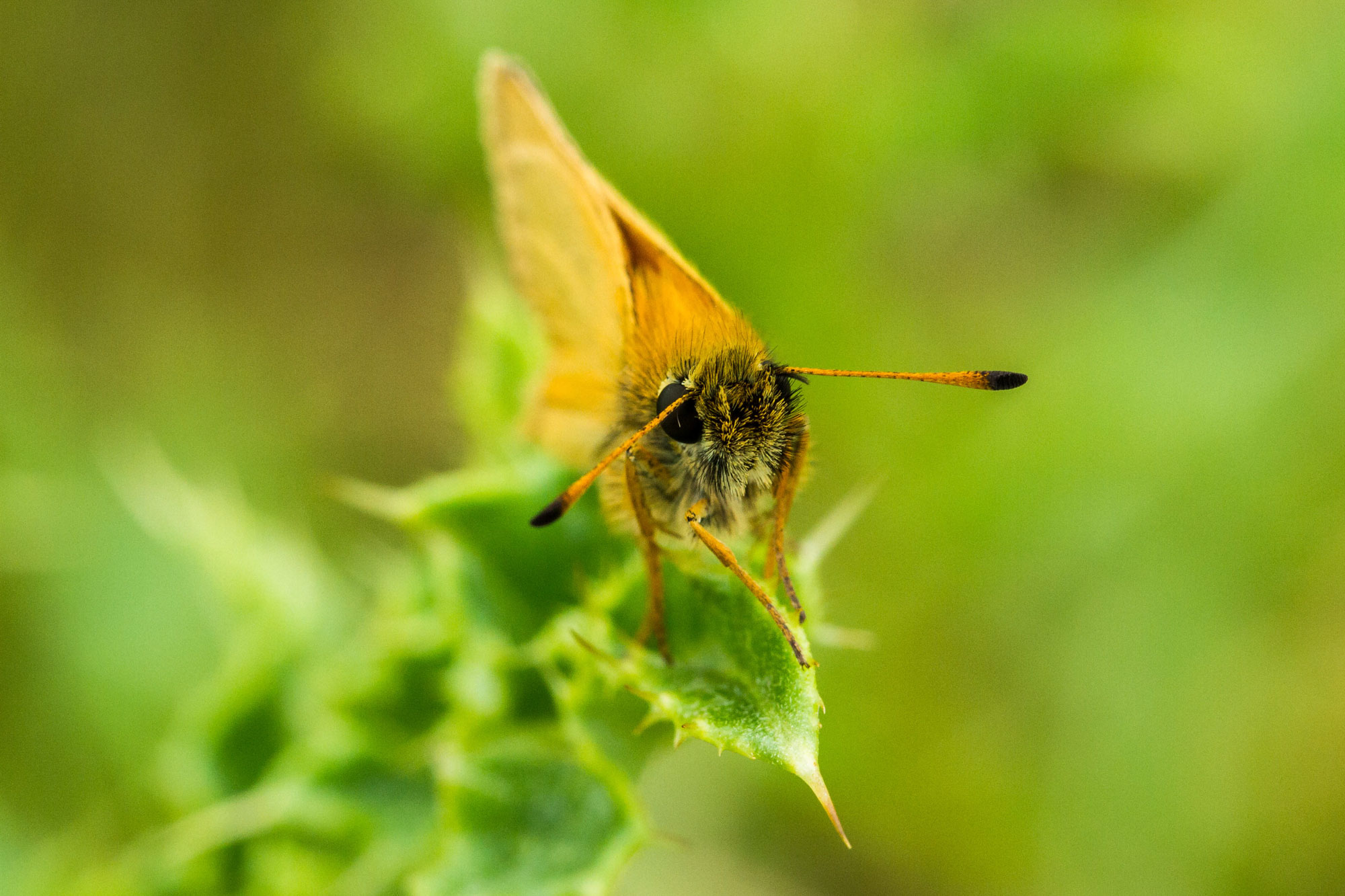 Essex Skipper