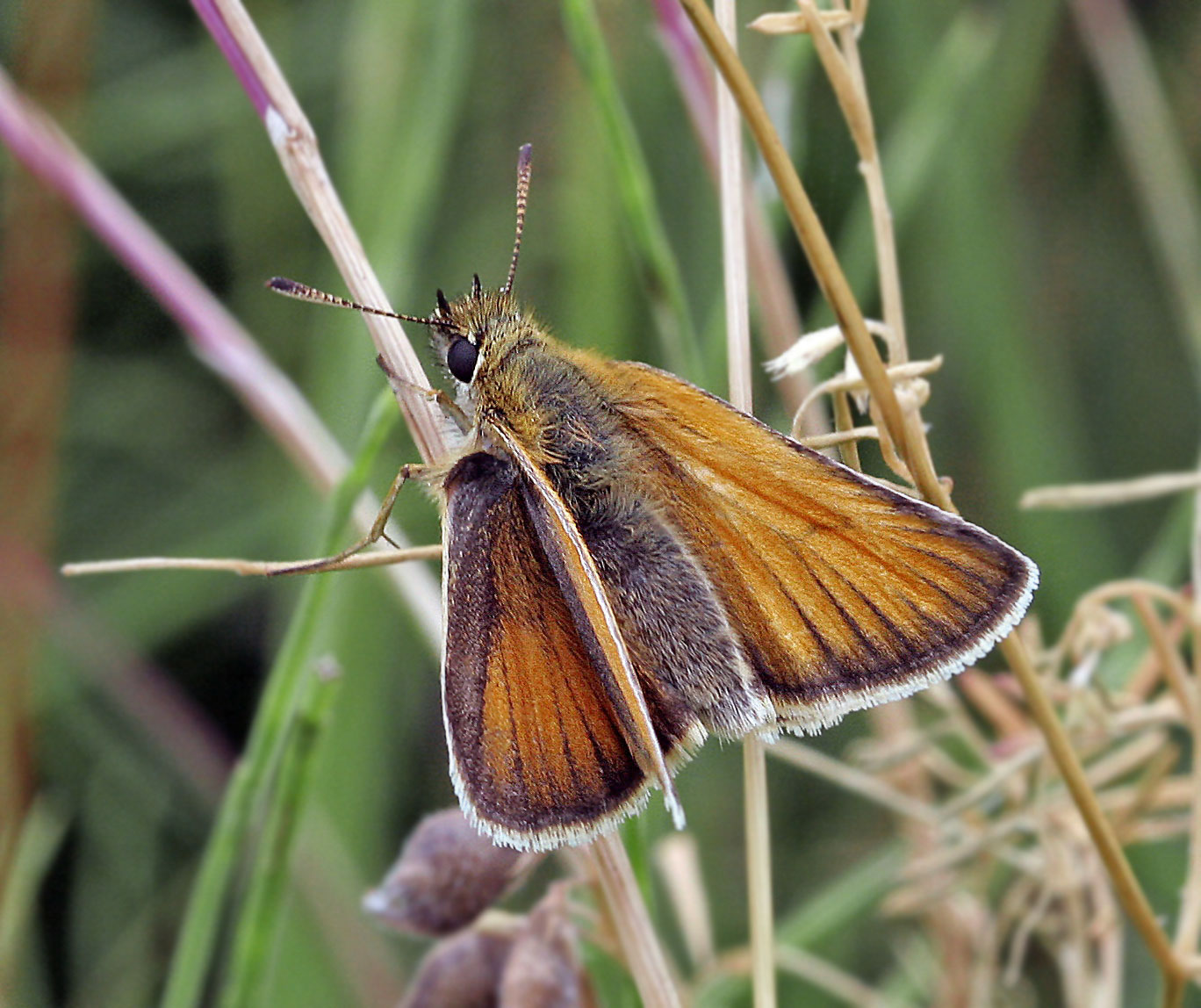 Essex Skipper