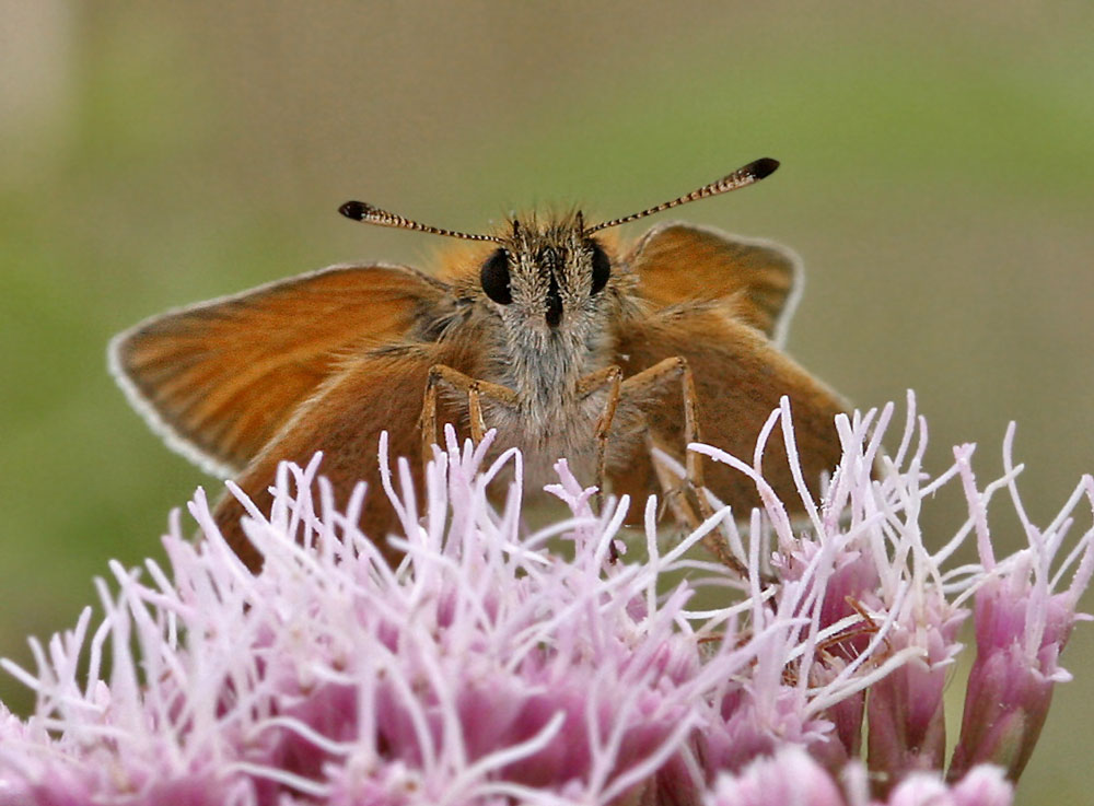 Essex Skipper