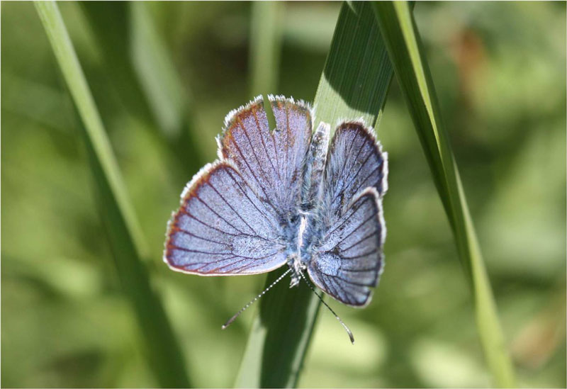 False Eros Blue