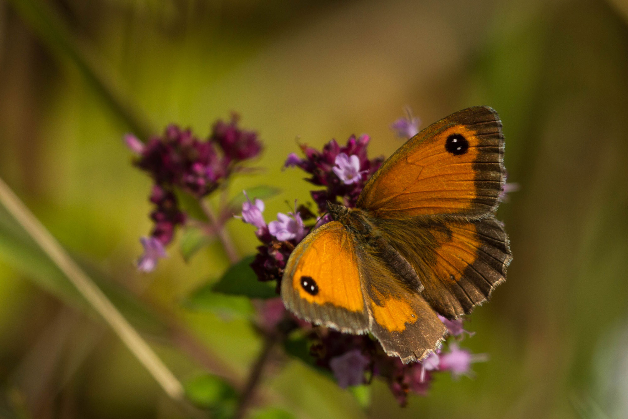 Gatekeeper