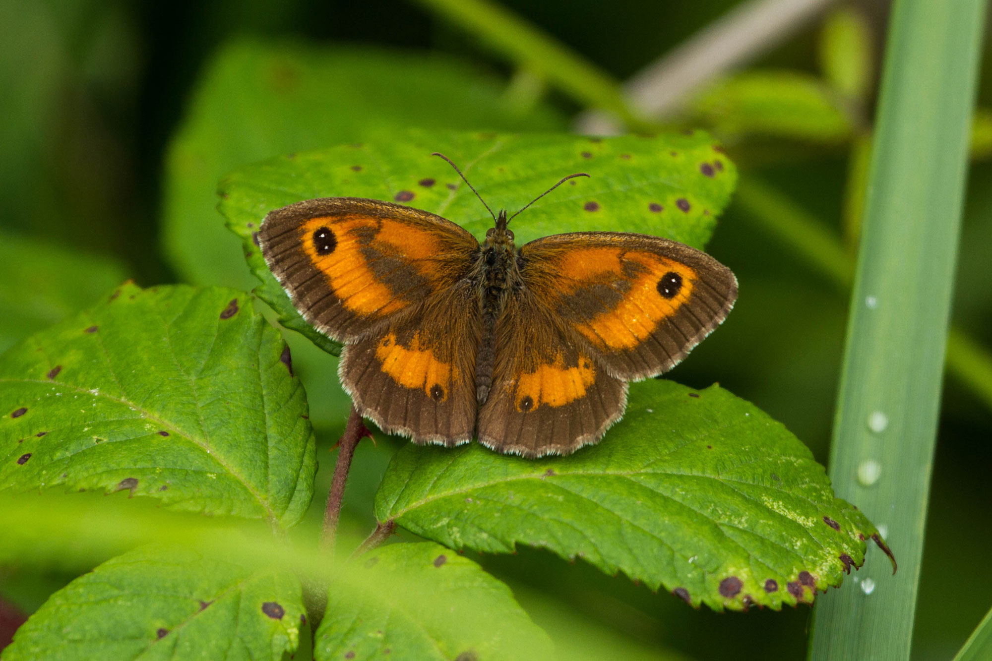 Gatekeeper
