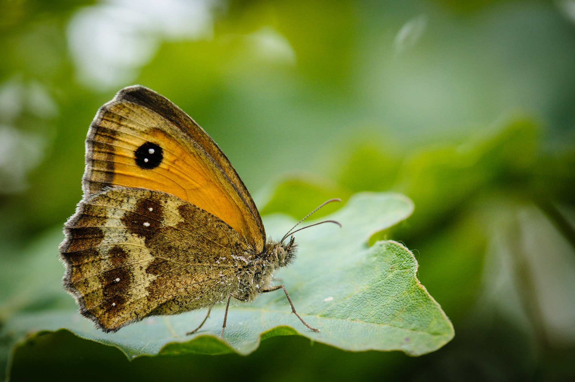 Gatekeeper