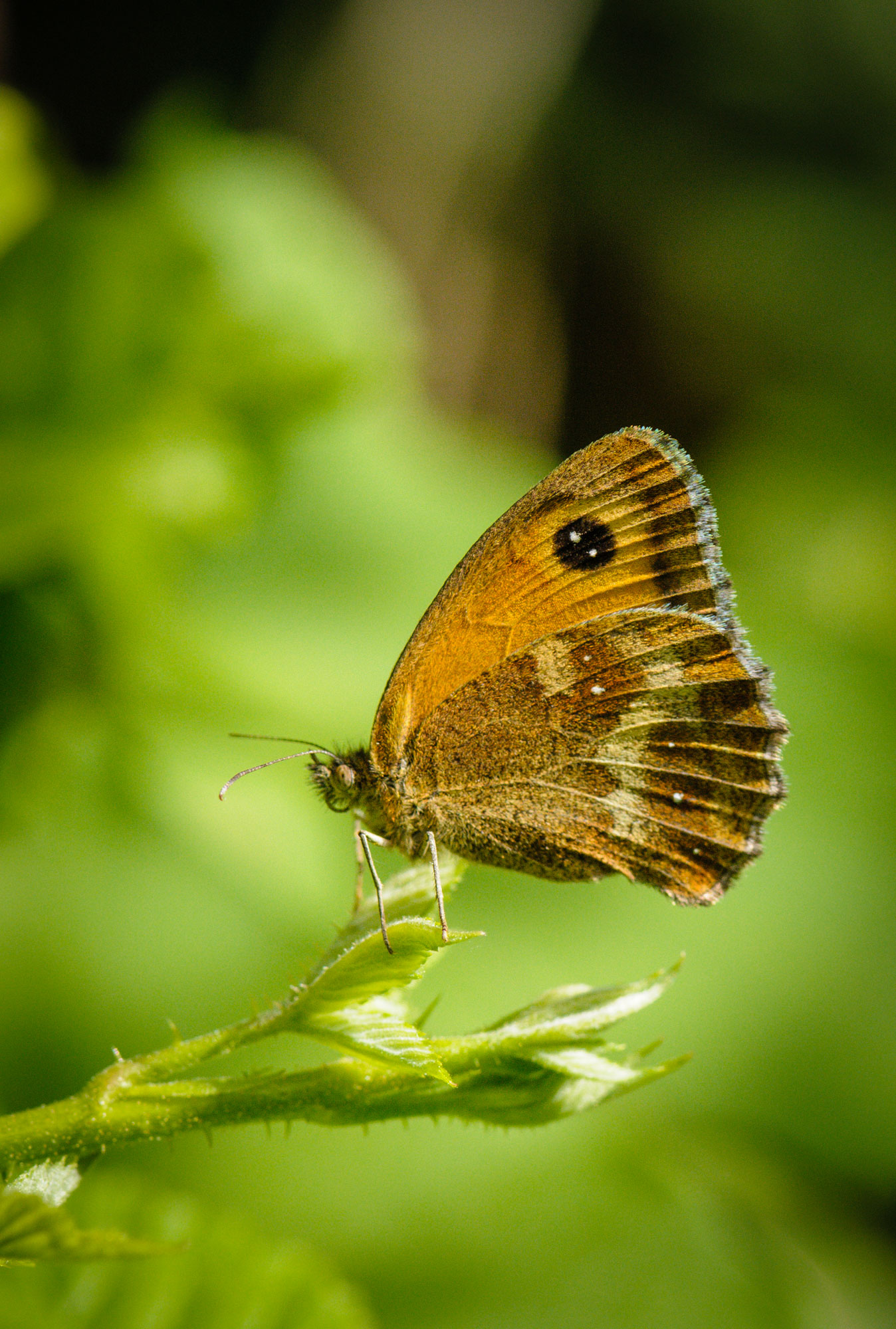 Gatekeeper