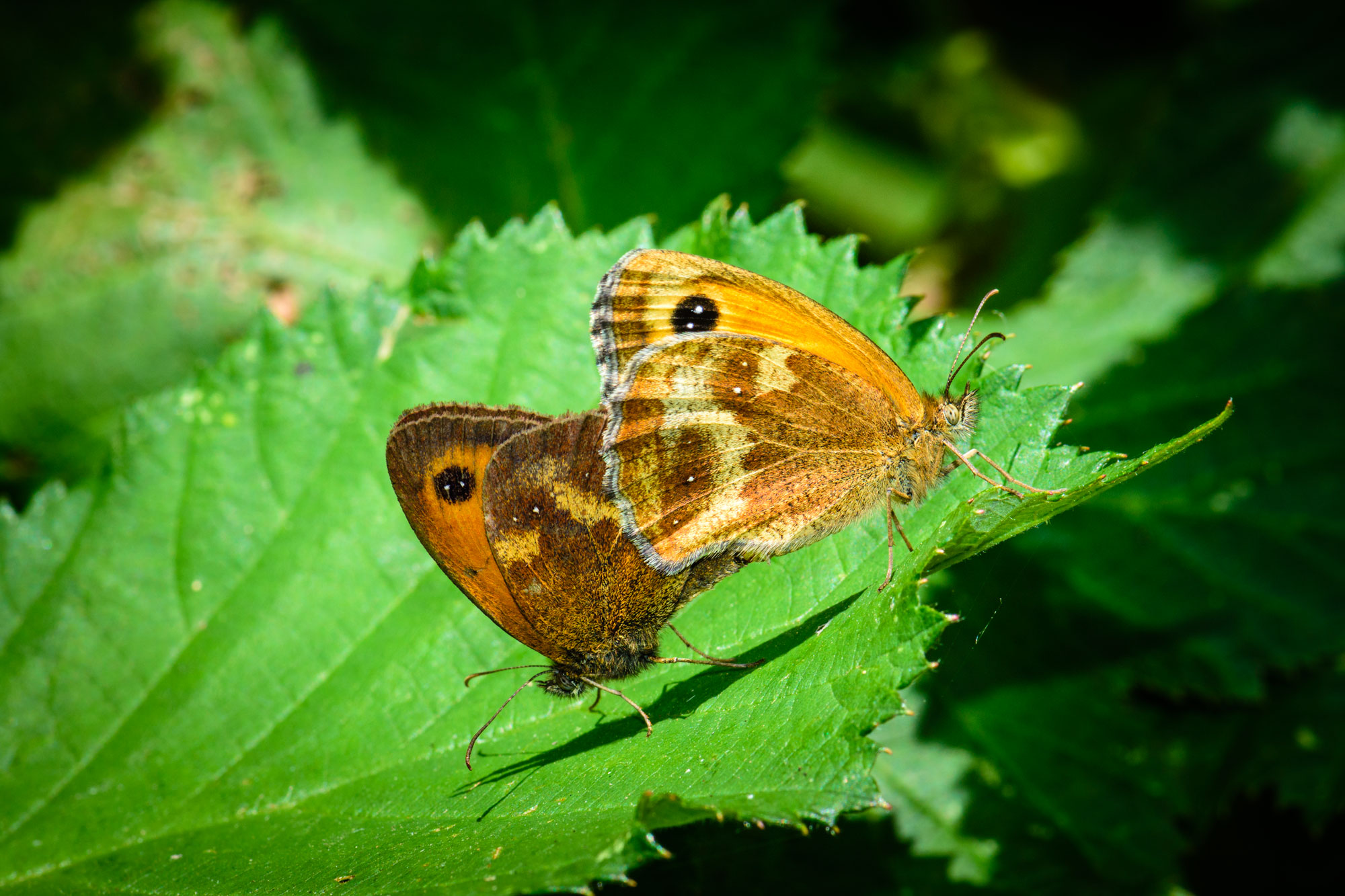 Gatekeeper