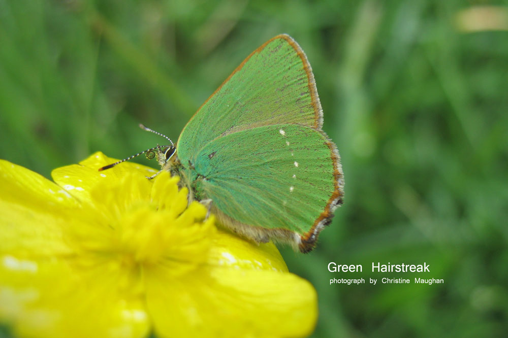 Green Hairstreak