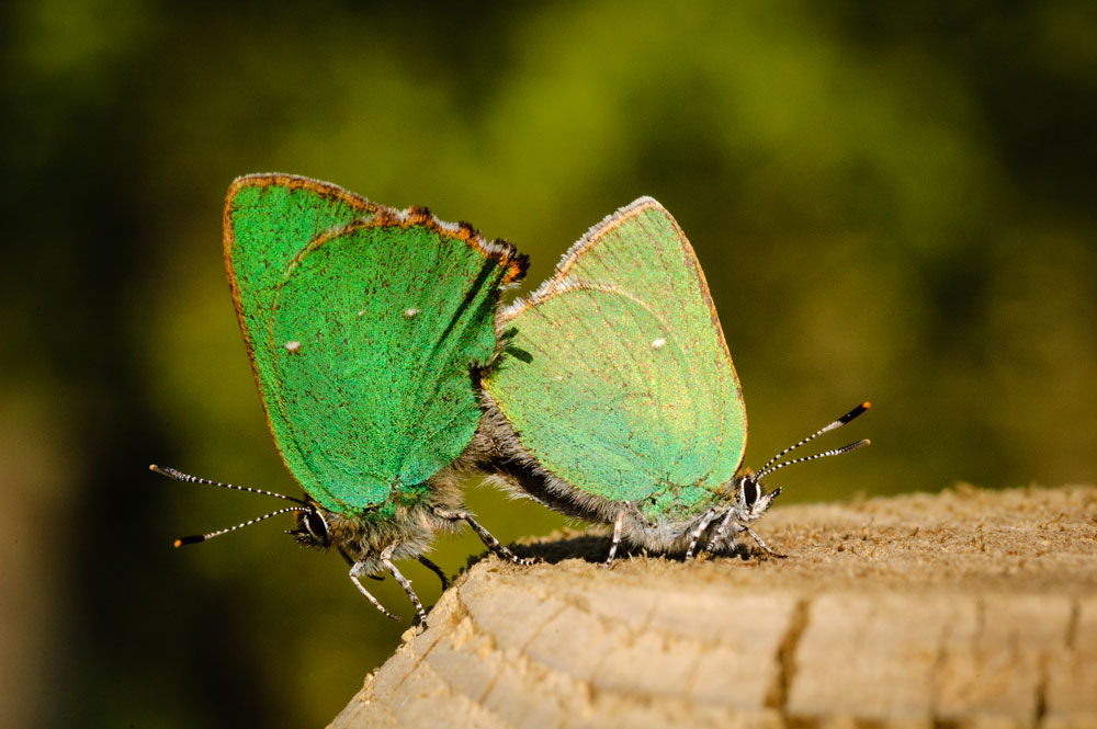 Green Hairstreak